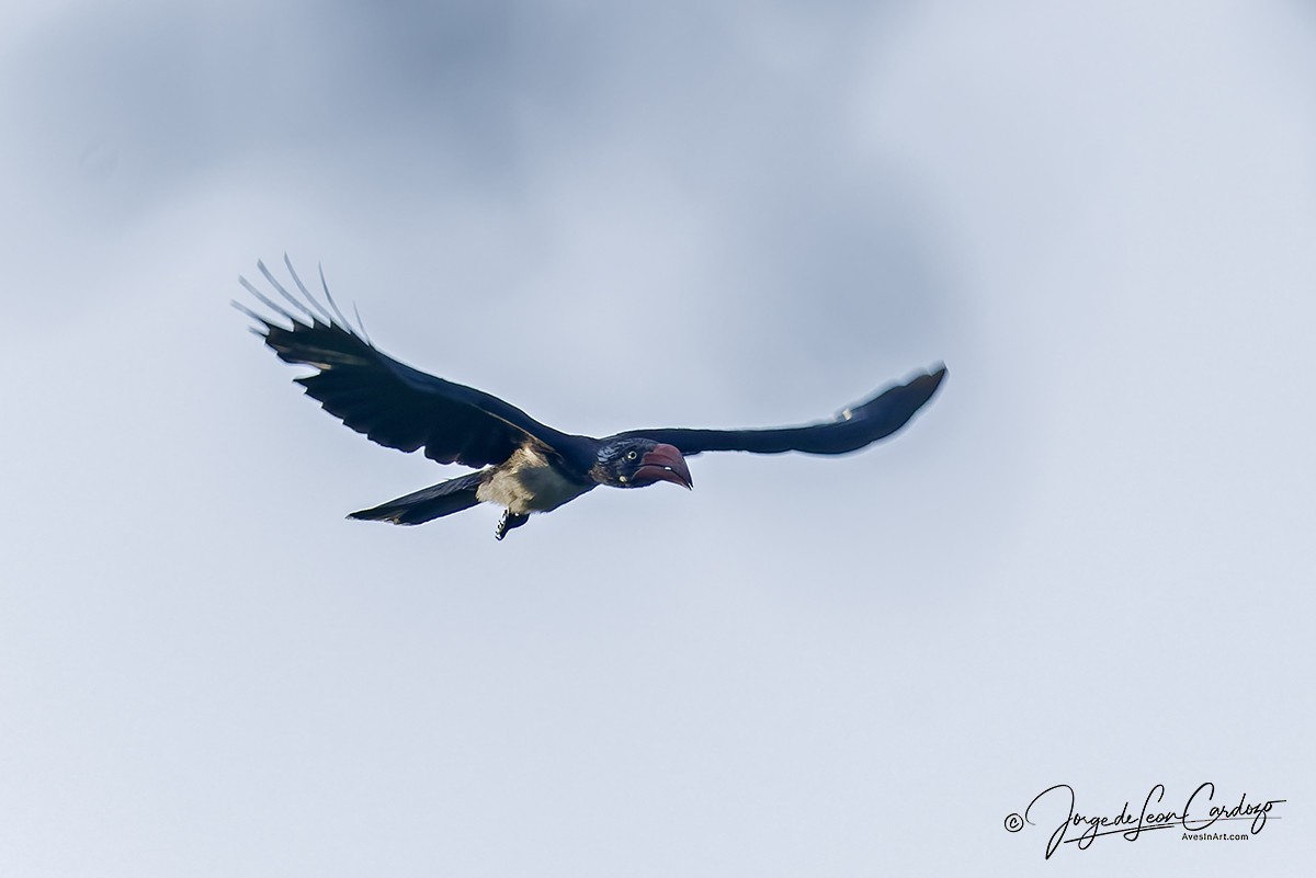 Crowned Hornbill - ML644685204