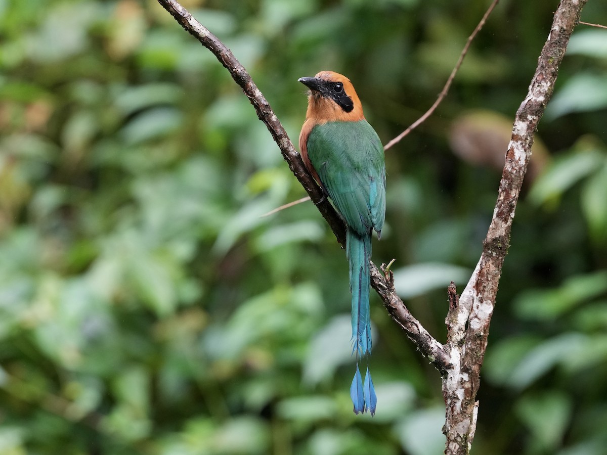 Rufous Motmot - ML644685205