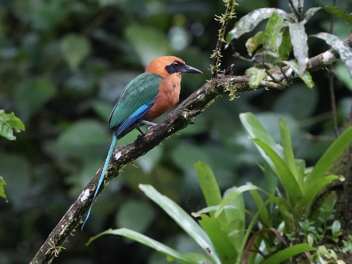 Motmot roux - ML644685206