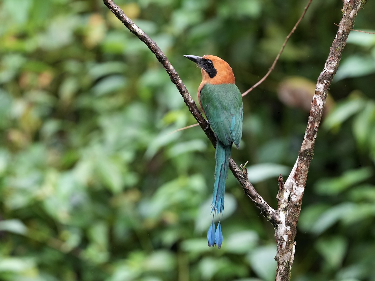 Rufous Motmot - ML644685207