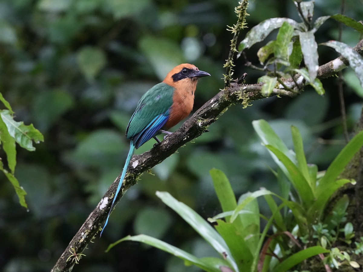 Motmot roux - ML644685208