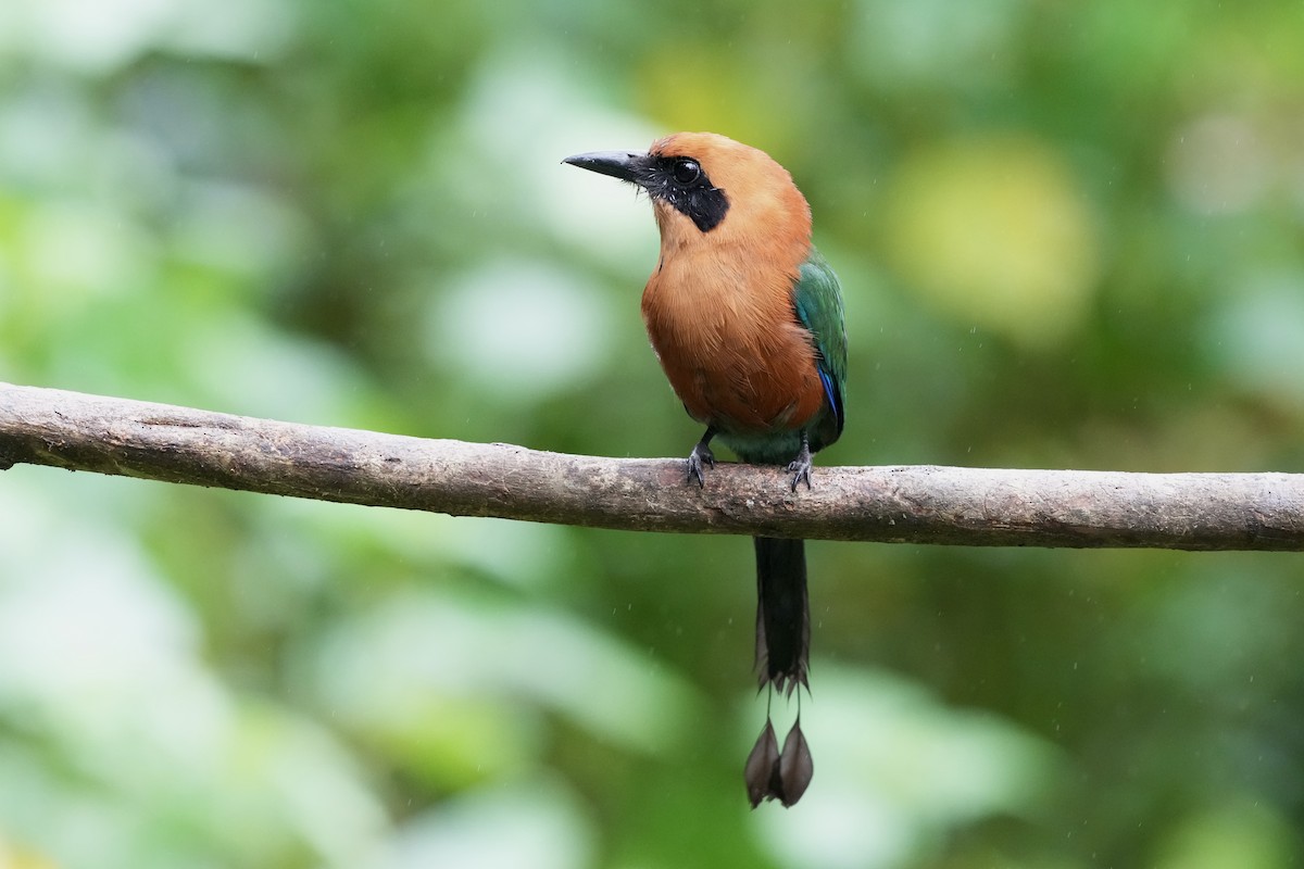 Motmot roux - ML644685209