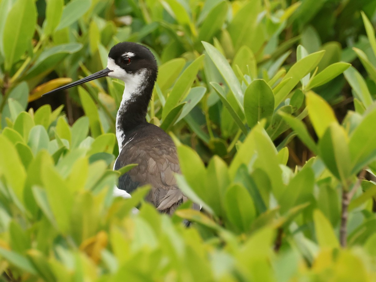 Schwarznacken-Stelzenläufer - ML644685210