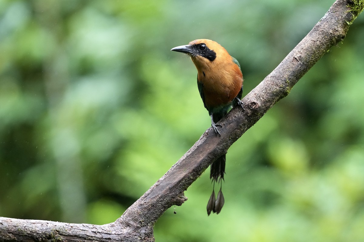 Rufous Motmot - ML644685211