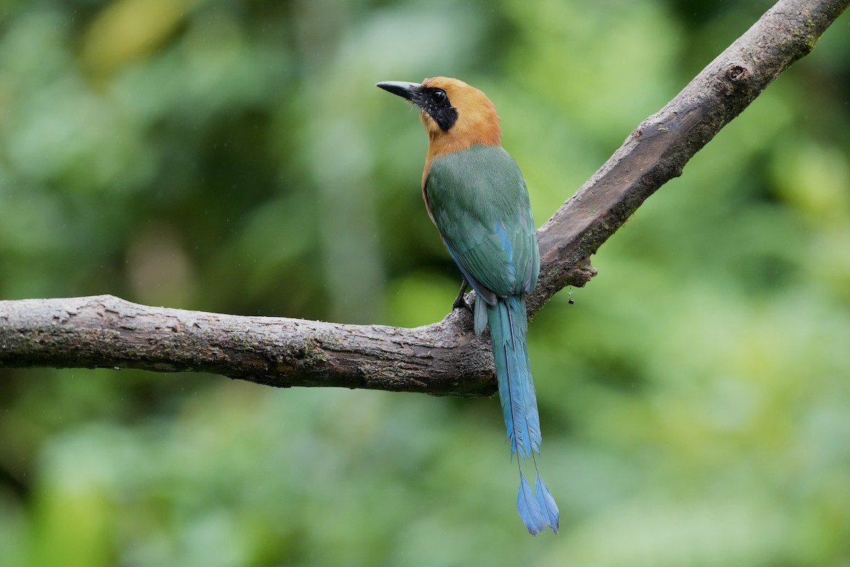Rufous Motmot - ML644685212