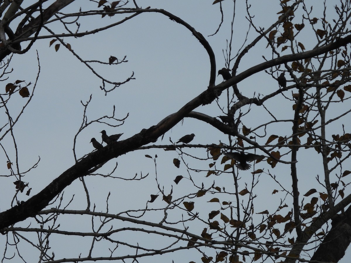 ホシムクドリ - ML644685213