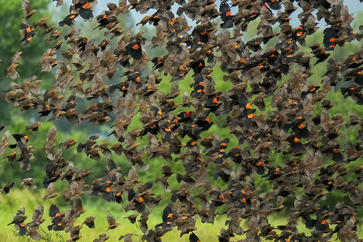 Red-winged Blackbird - ML644685214