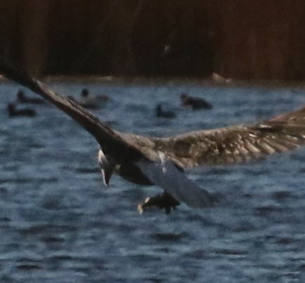 עיטם לבן-ראש - ML644685215