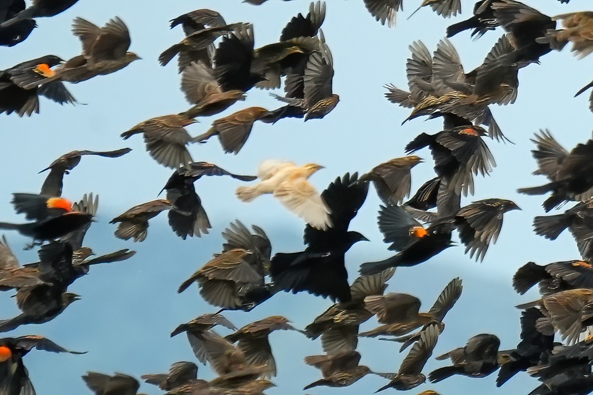 Red-winged Blackbird - ML644685217