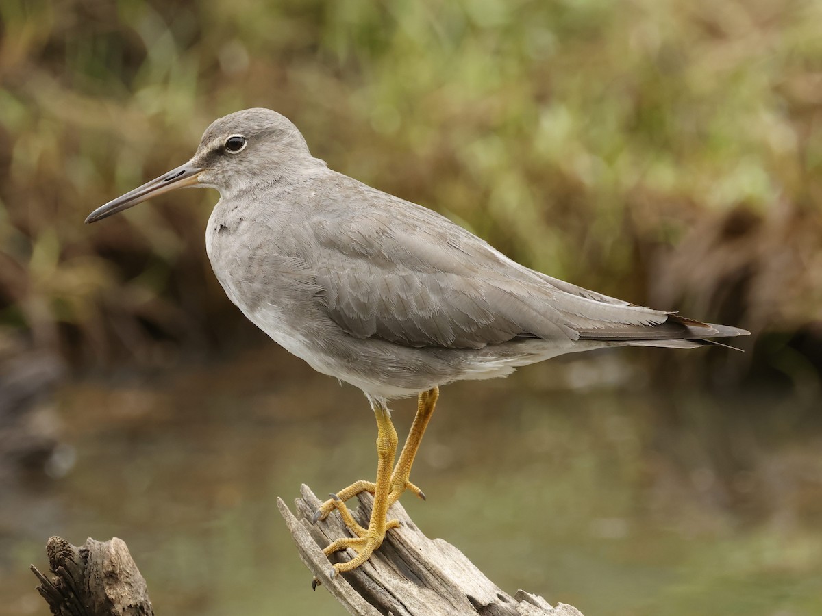 Wanderwasserläufer - ML644685218
