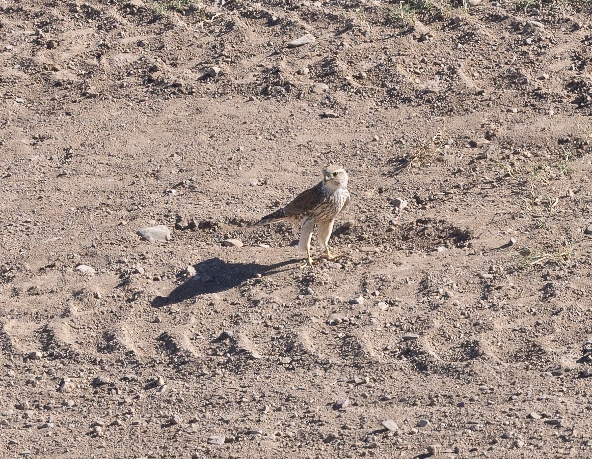 灰背隼 - ML644685220