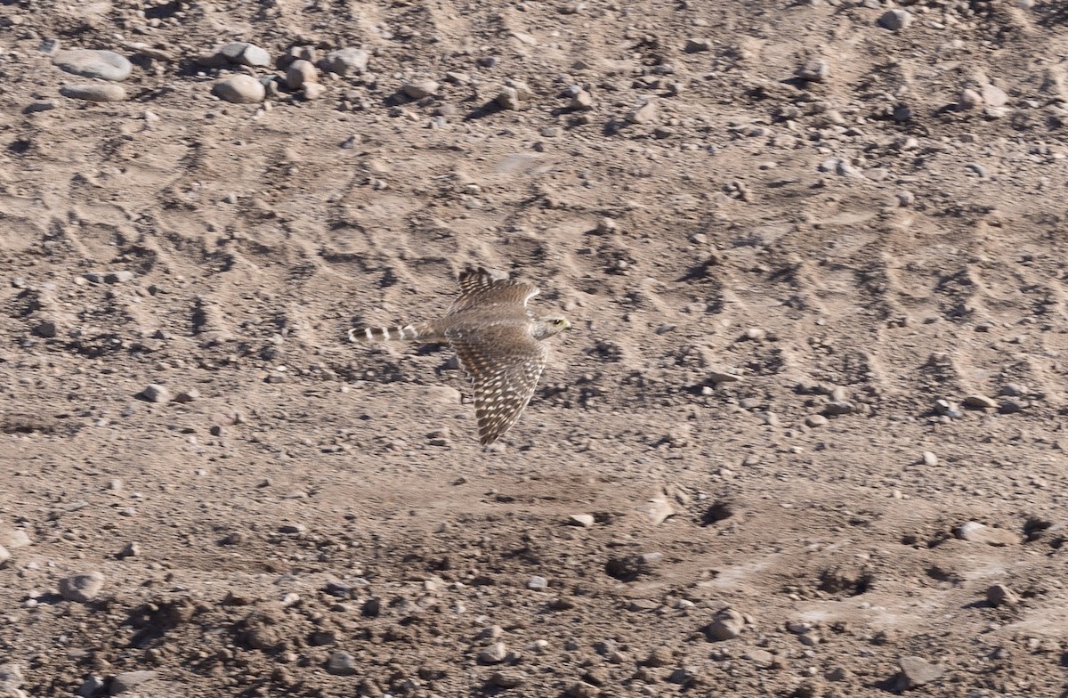 灰背隼 - ML644685231