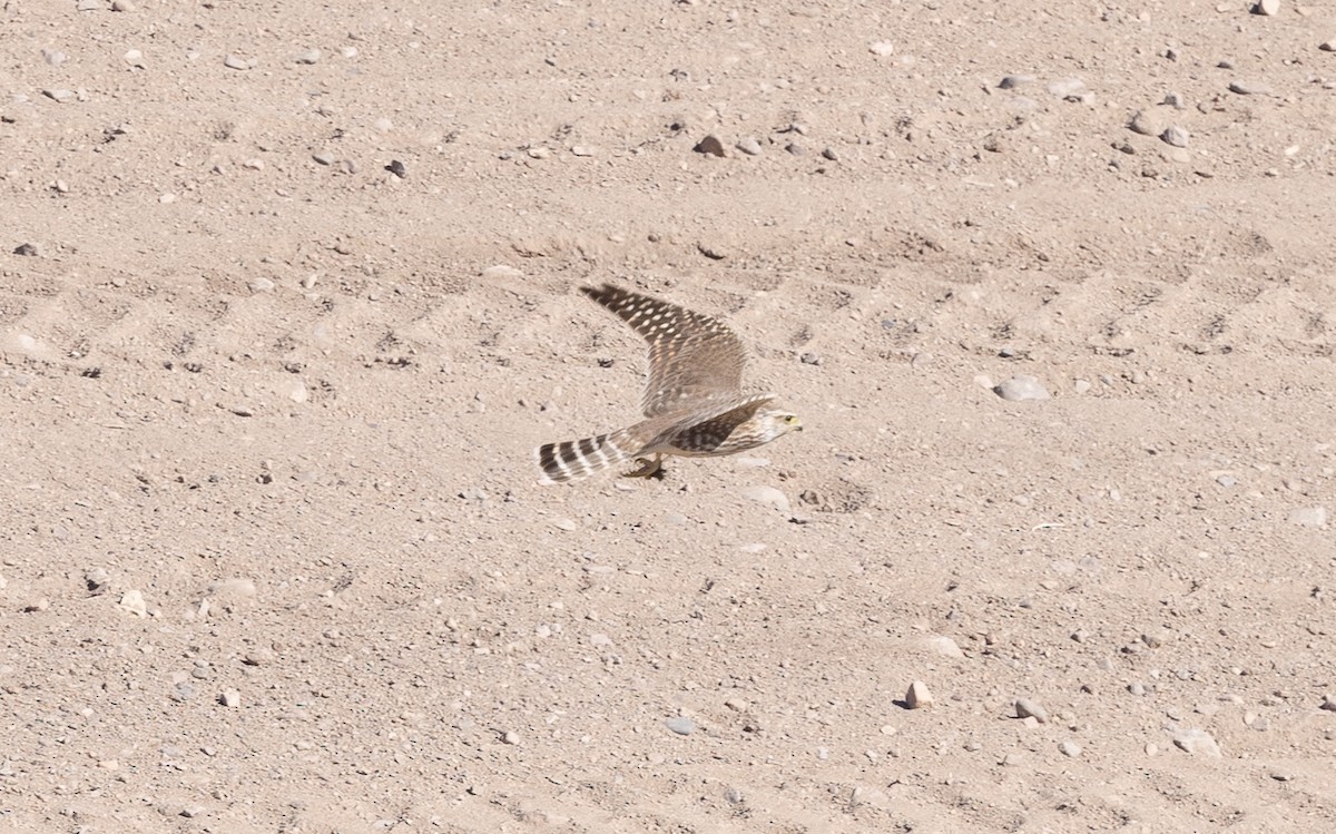 灰背隼 - ML644685233