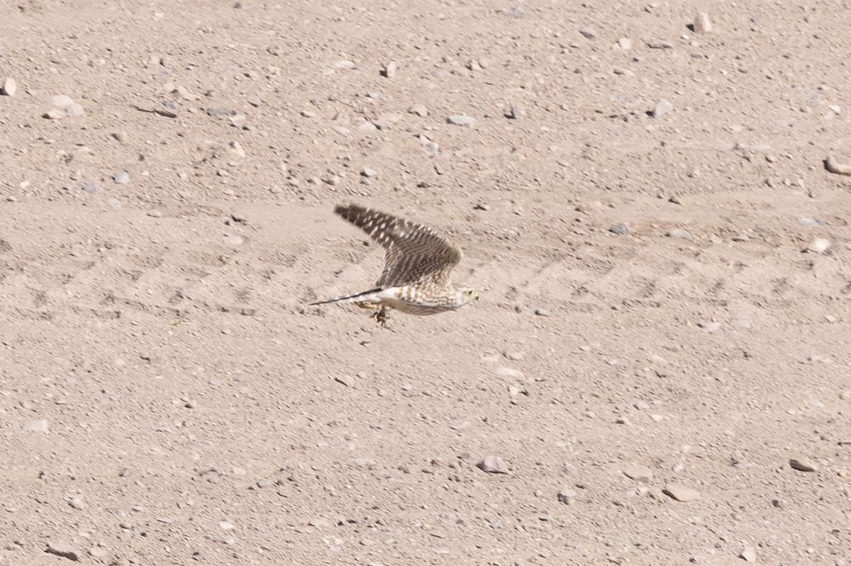 灰背隼 - ML644685234