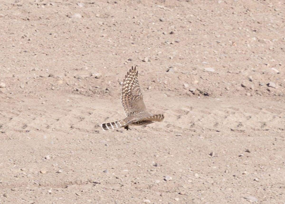 灰背隼 - ML644685235