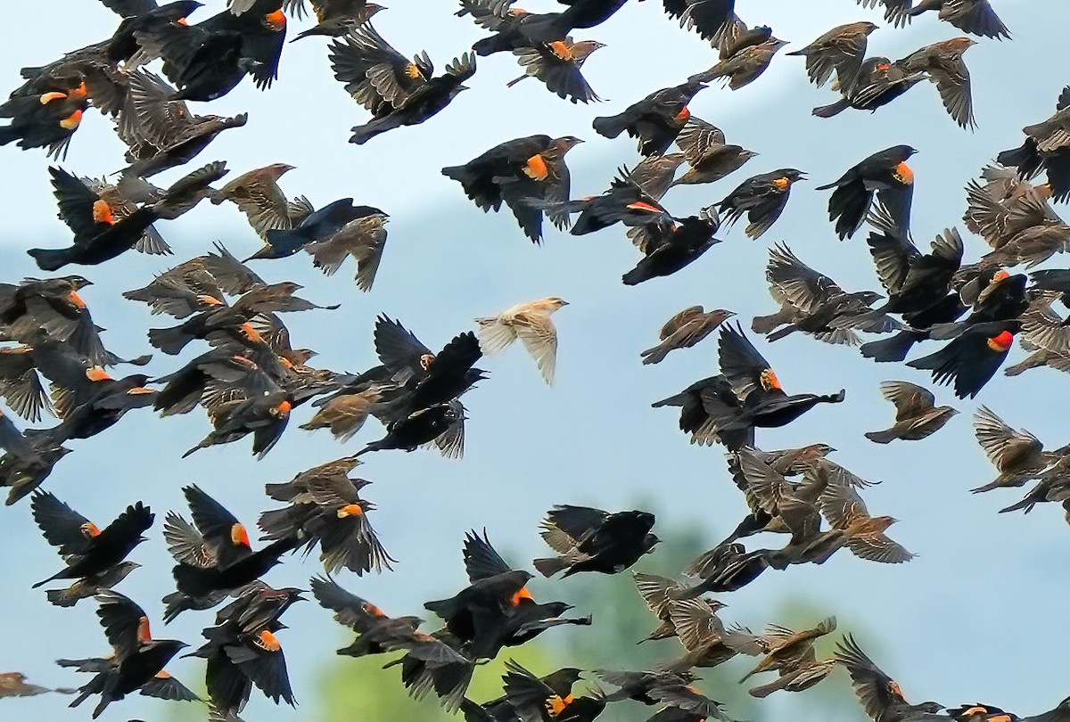 Red-winged Blackbird - ML644685236