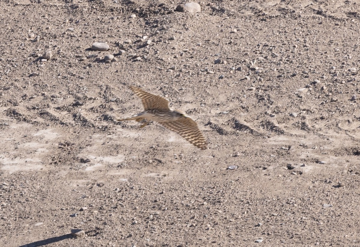 灰背隼 - ML644685237