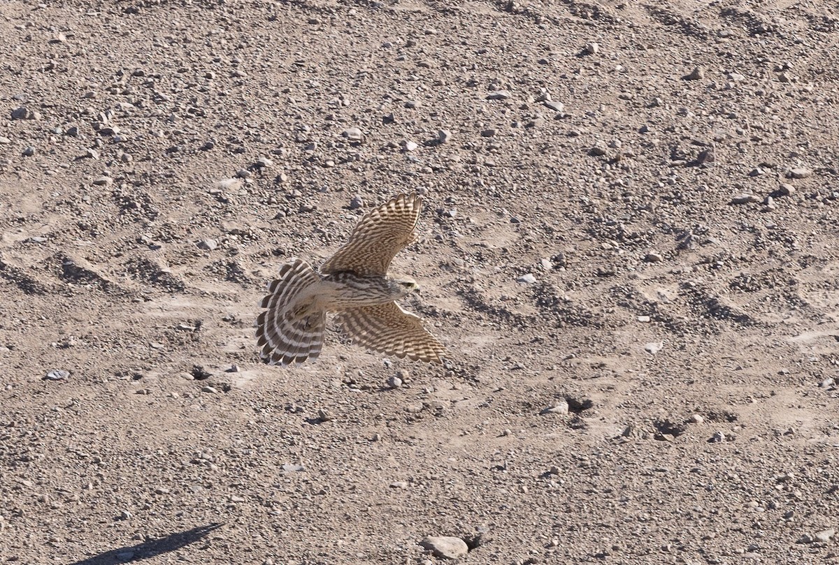 Merlin - ML644685238