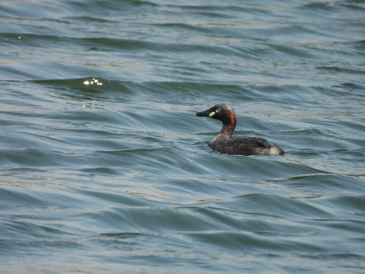 Australasian Grebe - ML644685241