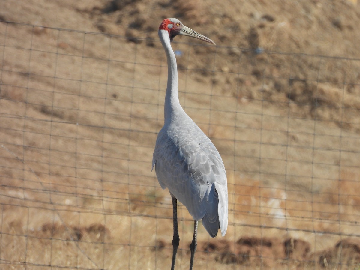 Brolga - ML644685242