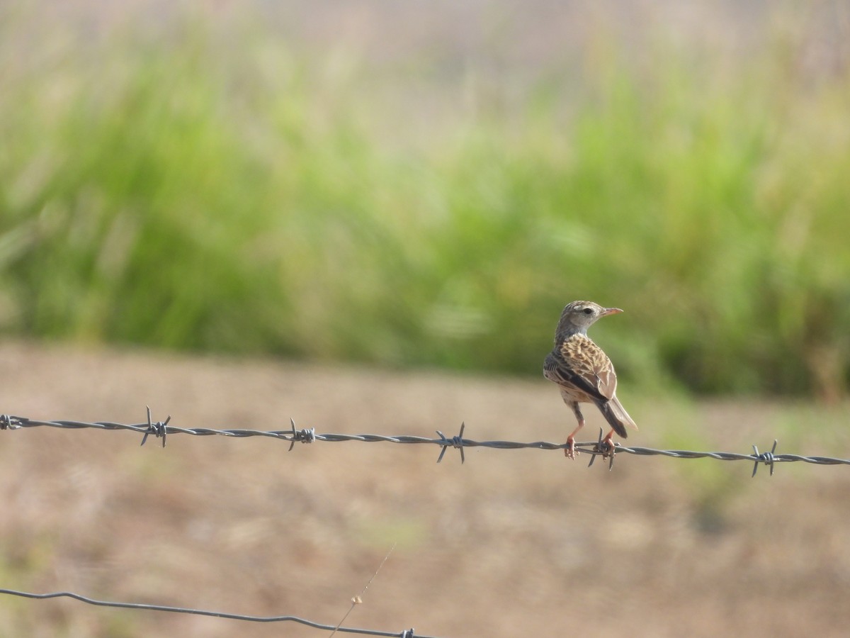 Brown Songlark - ML644685243