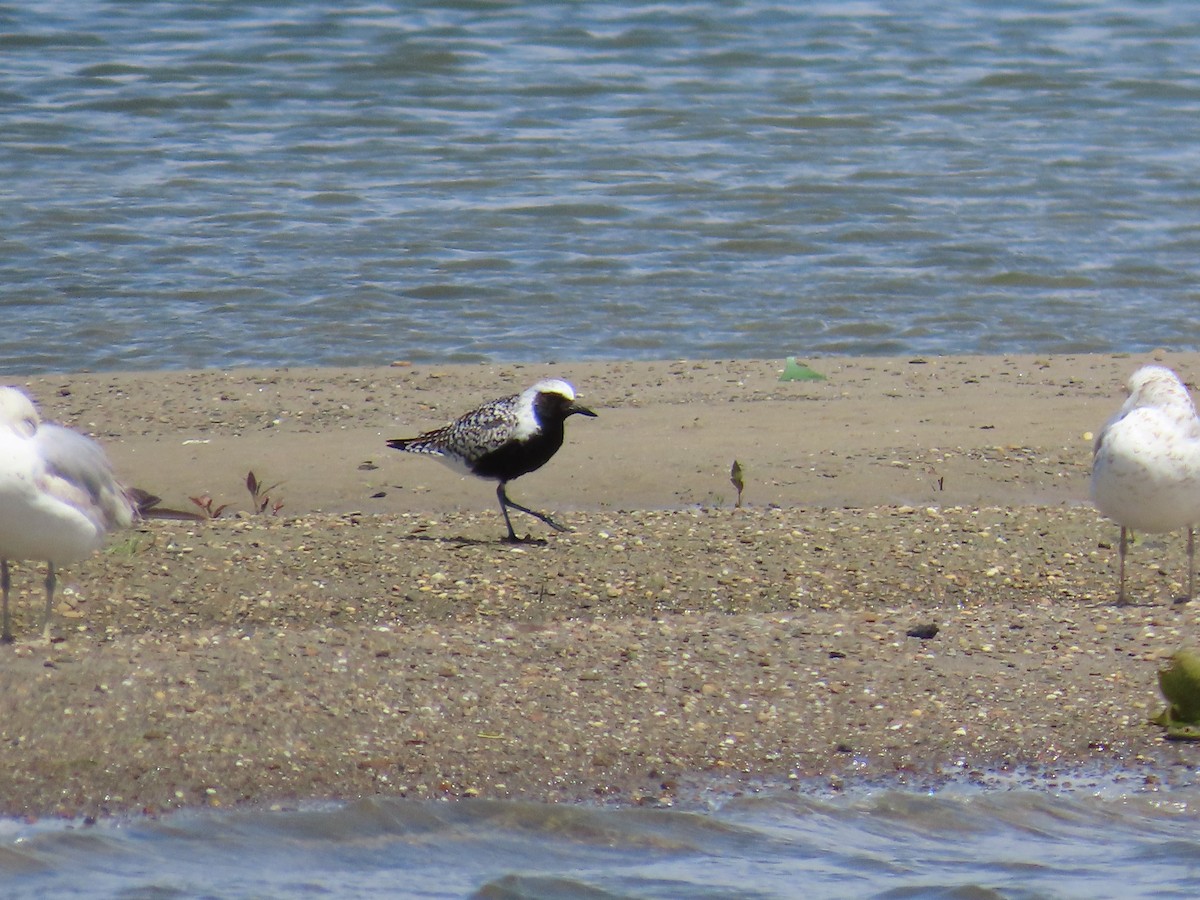 Black-bellied Plover - ML644685244