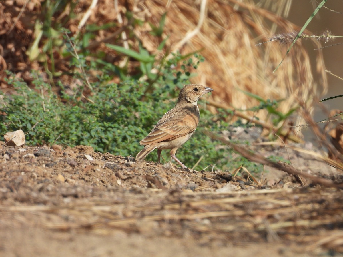 Singing Bushlark (Australasian) - ML644685245