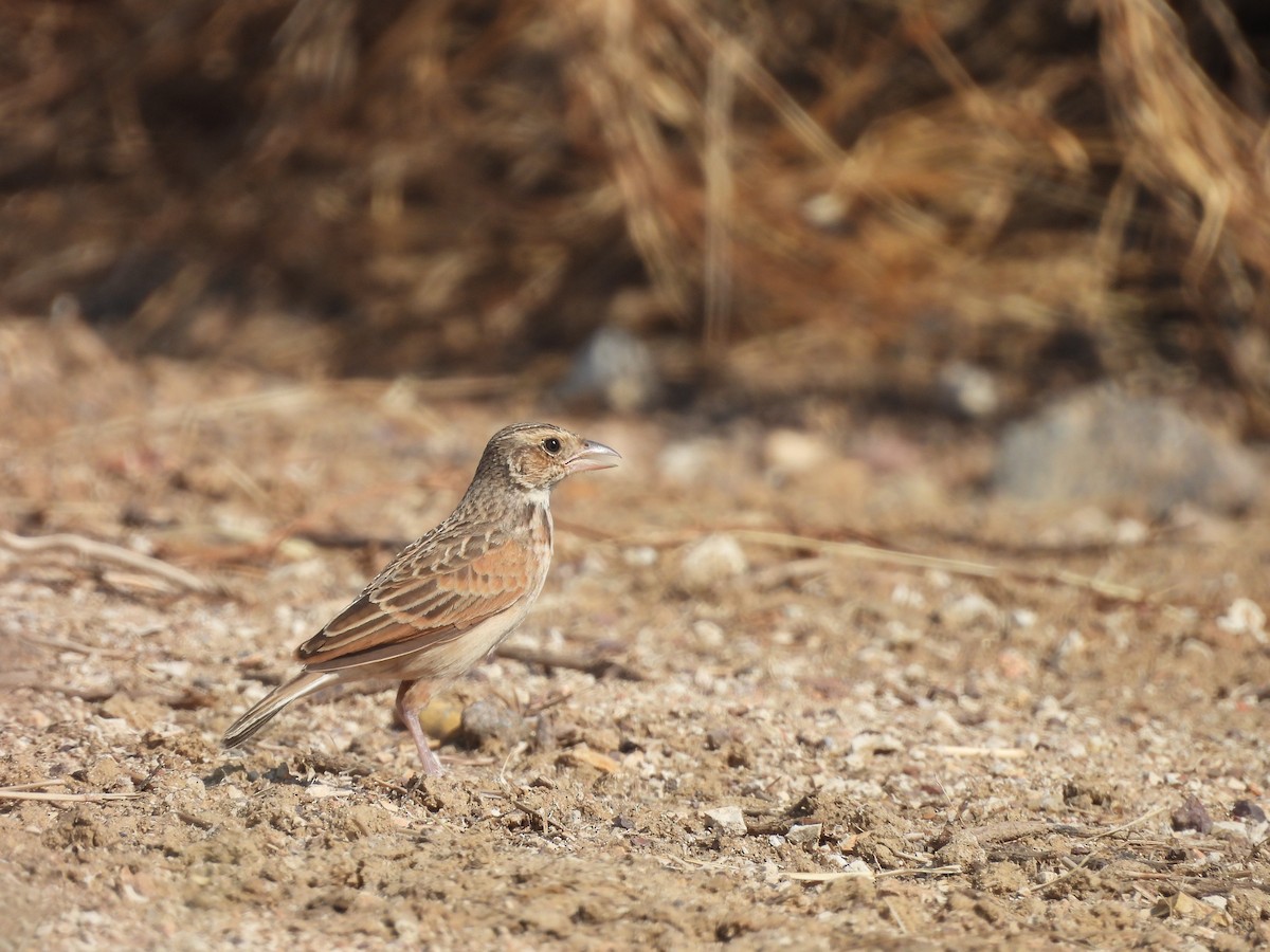Singing Bushlark (Australasian) - ML644685246