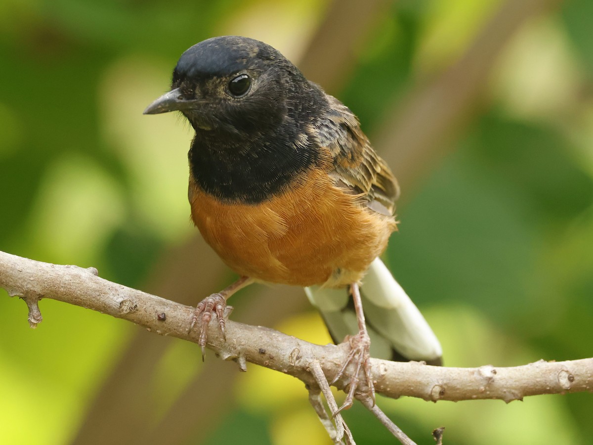 White-rumped Shama - ML644685247