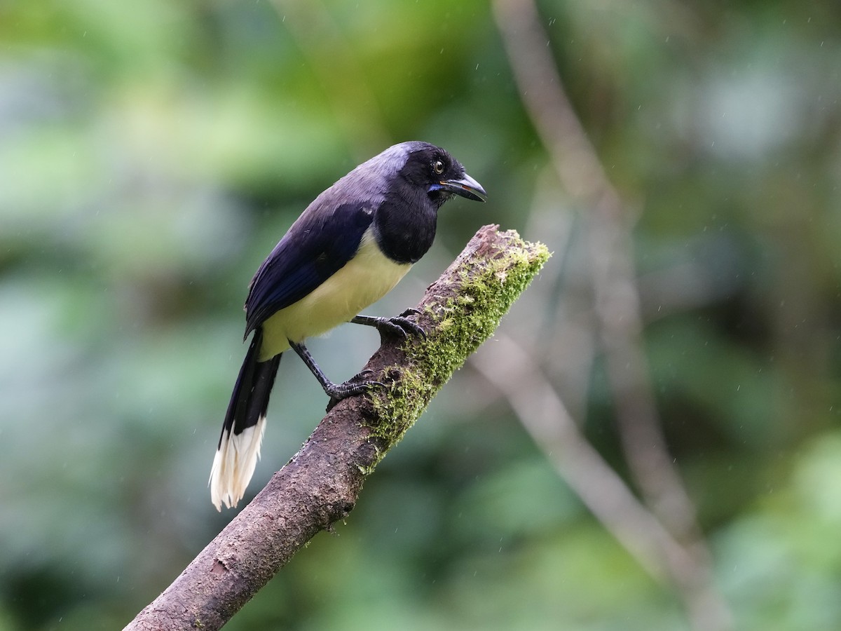 Black-chested Jay - ML644685249