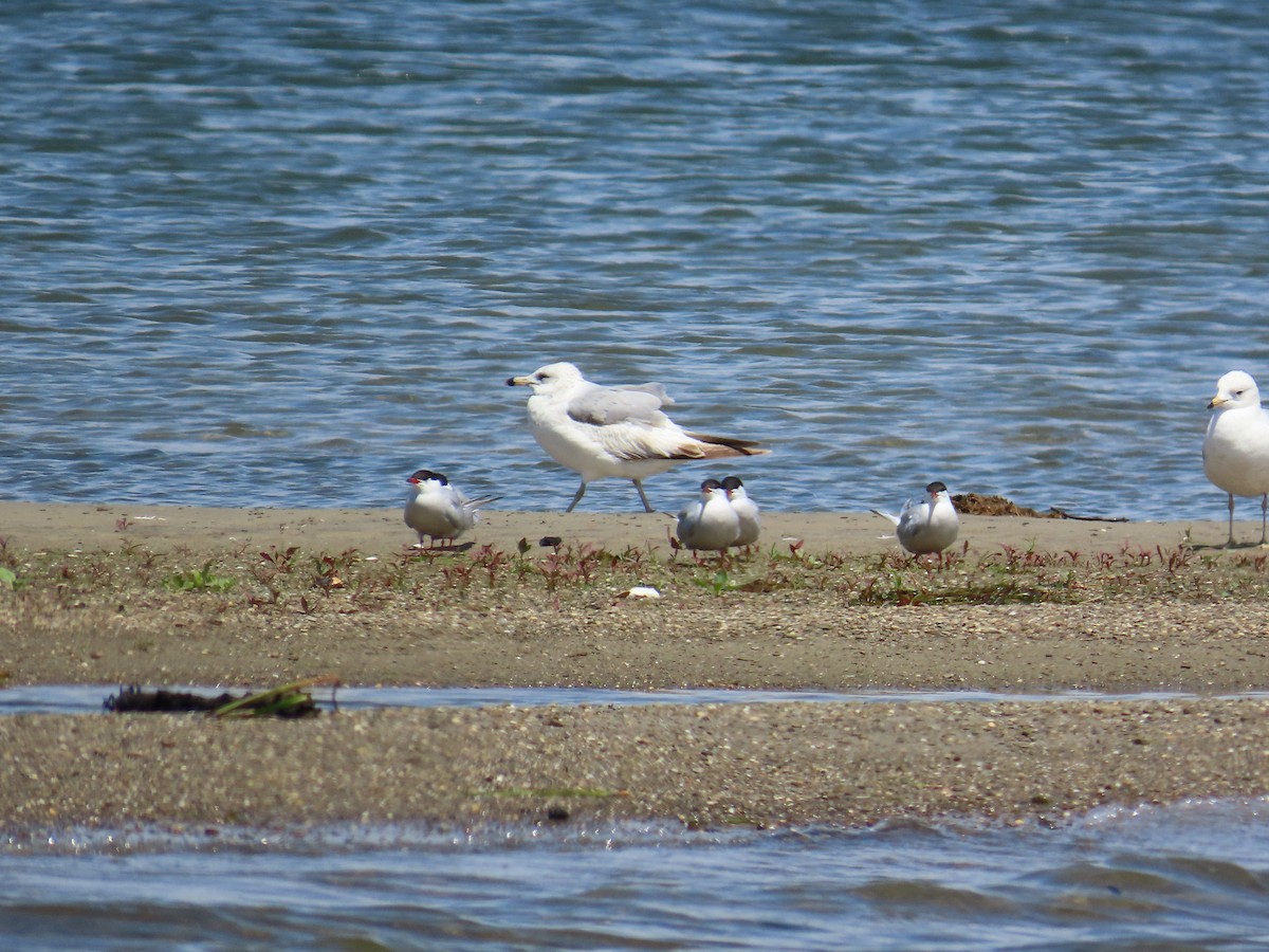 Common Tern - ML644685250