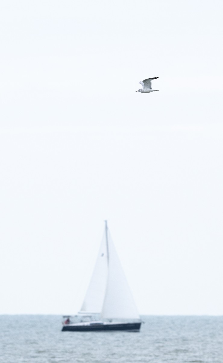 Ring-billed Gull - ML644685251