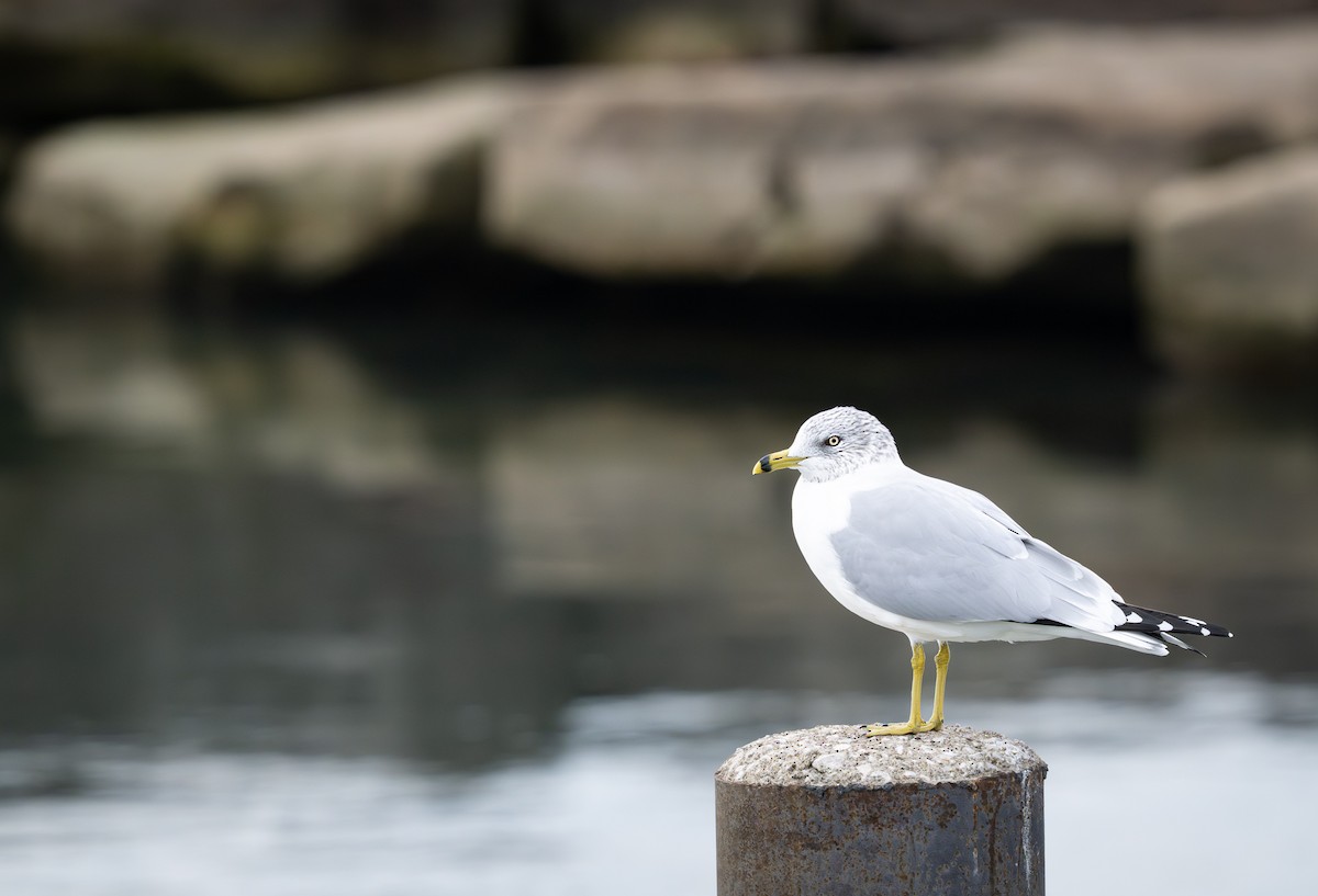 Ring-billed Gull - ML644685253