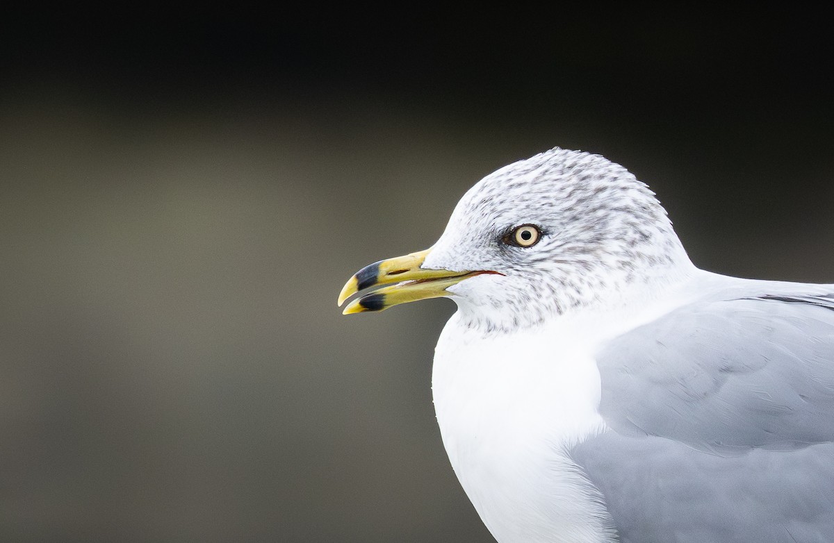 Ring-billed Gull - ML644685254