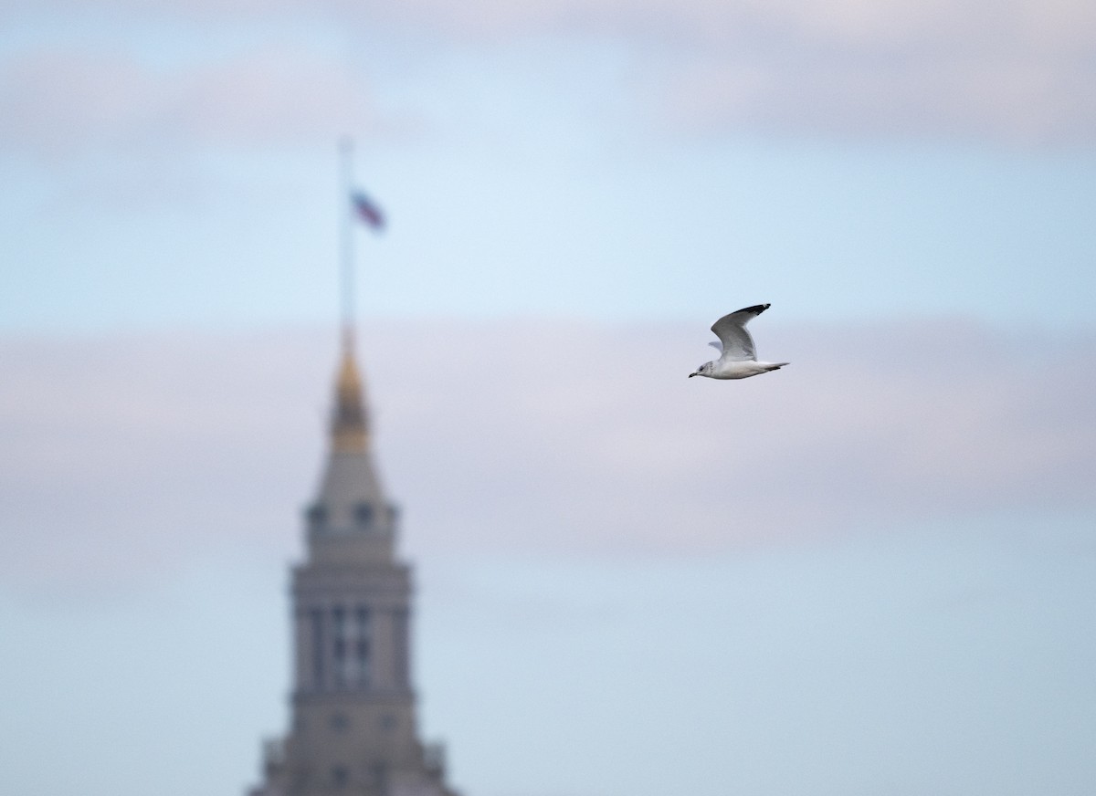 Ring-billed Gull - ML644685255