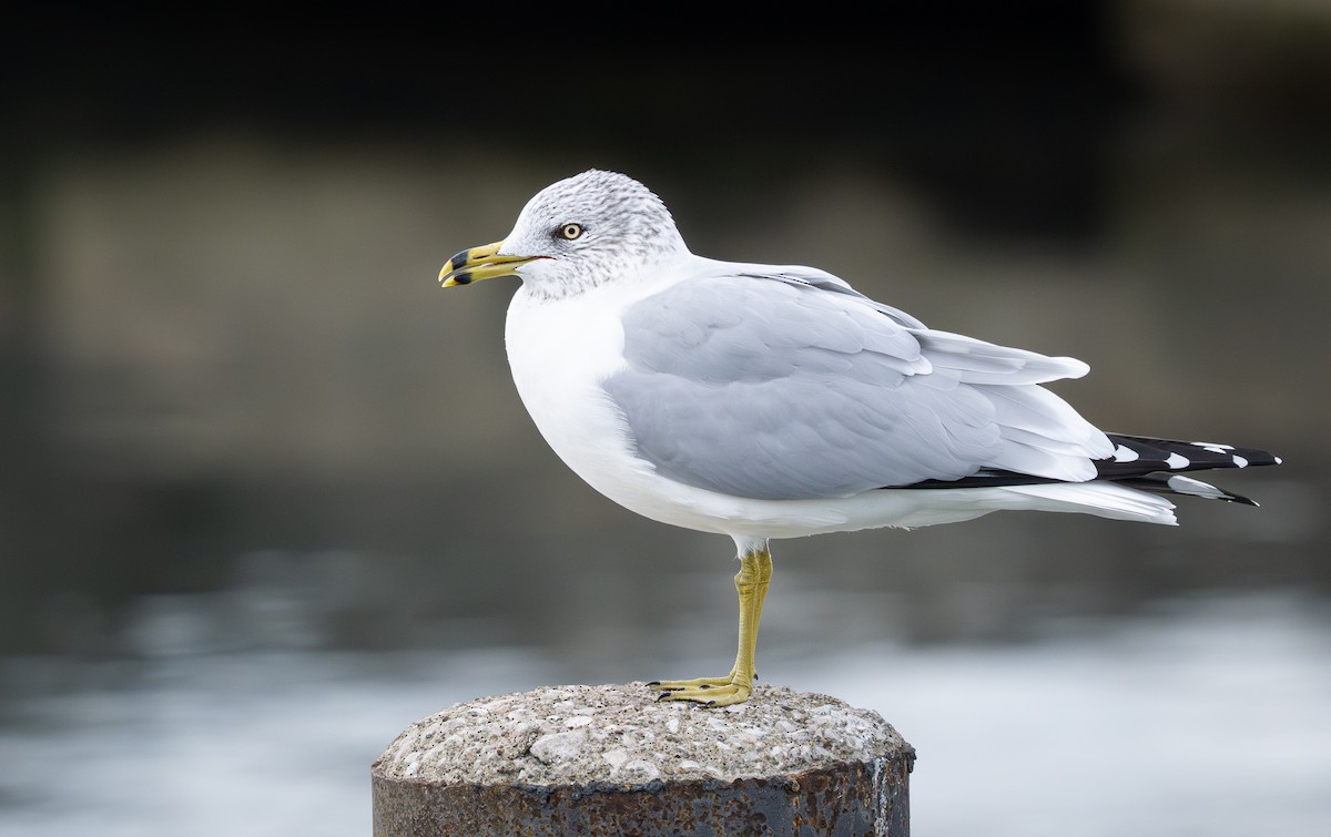 Ring-billed Gull - ML644685256