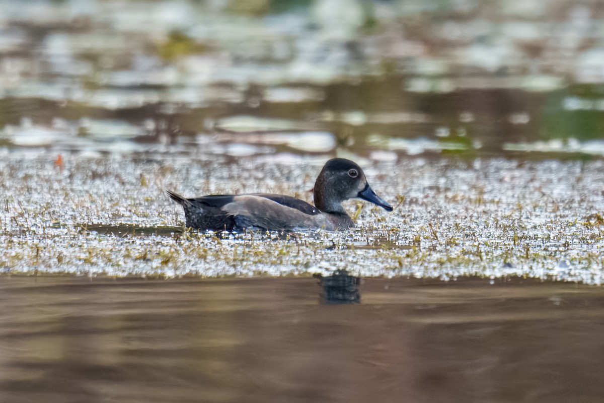 Ring-necked Duck - ML644685257