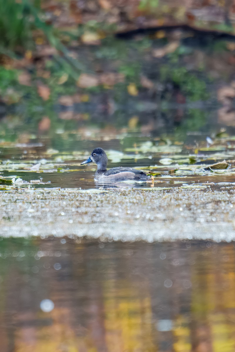 Ring-necked Duck - ML644685258