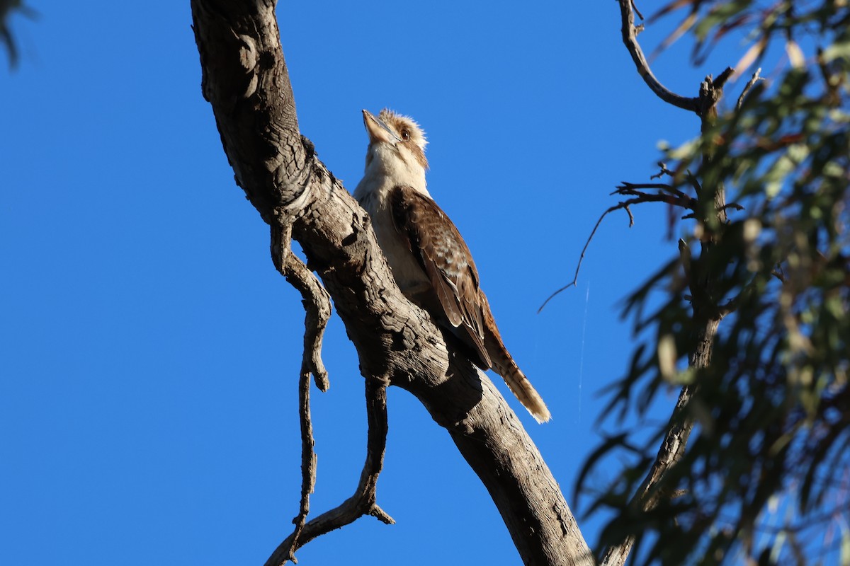 Laughing Kookaburra - ML644685259