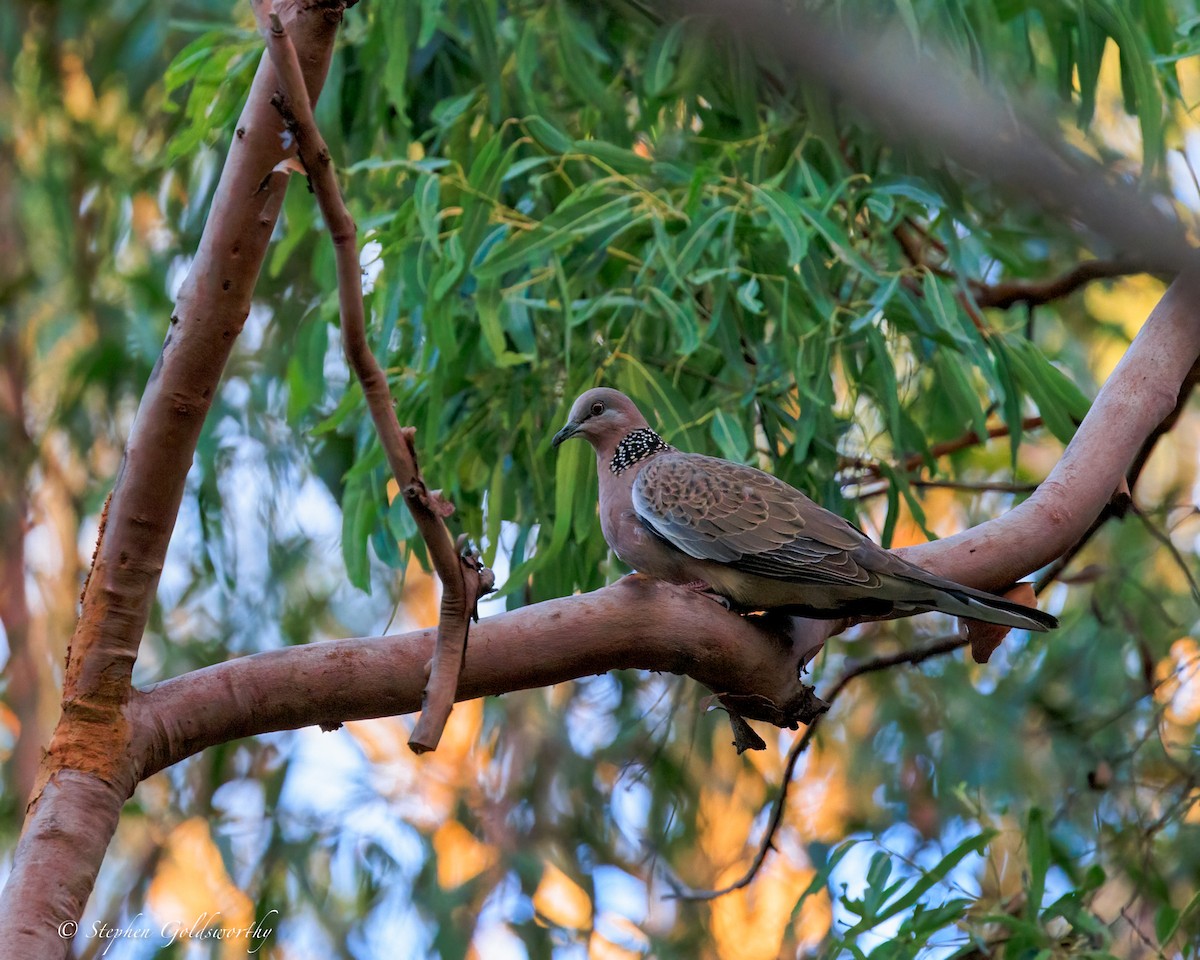 Spotted Dove - ML644685260