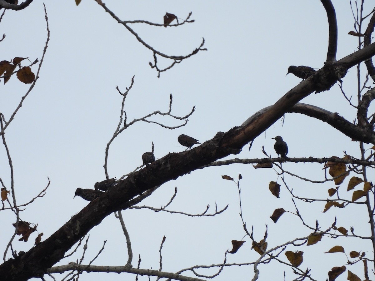 European Starling - ML644685261