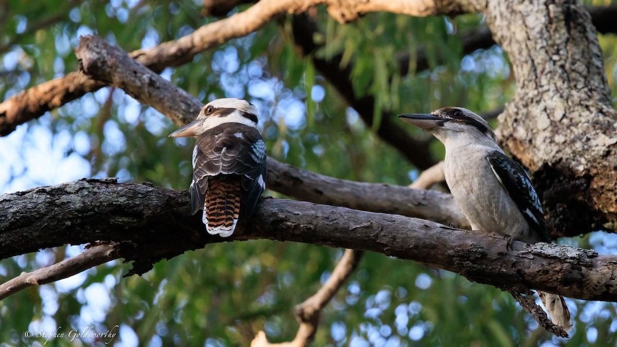 Laughing Kookaburra - ML644685264