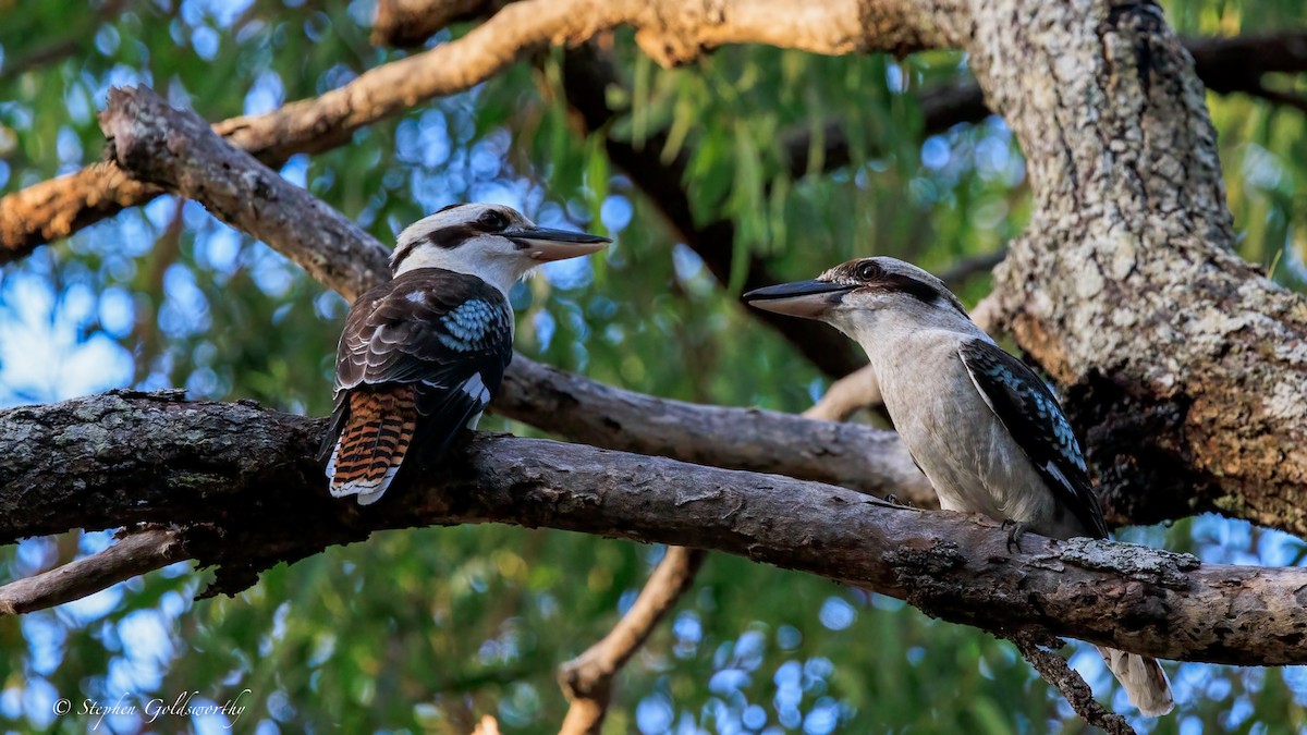 Laughing Kookaburra - ML644685265