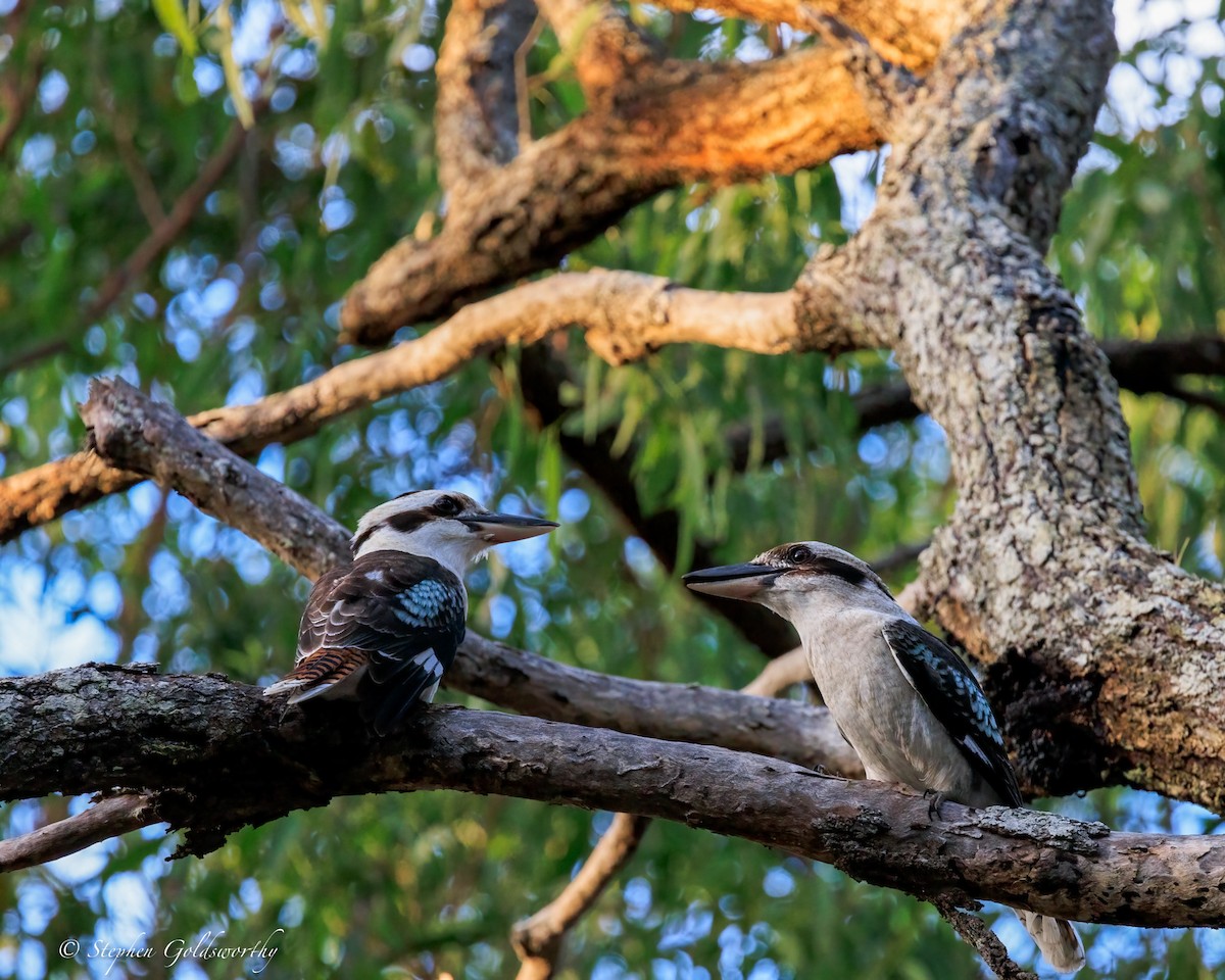 Laughing Kookaburra - ML644685266