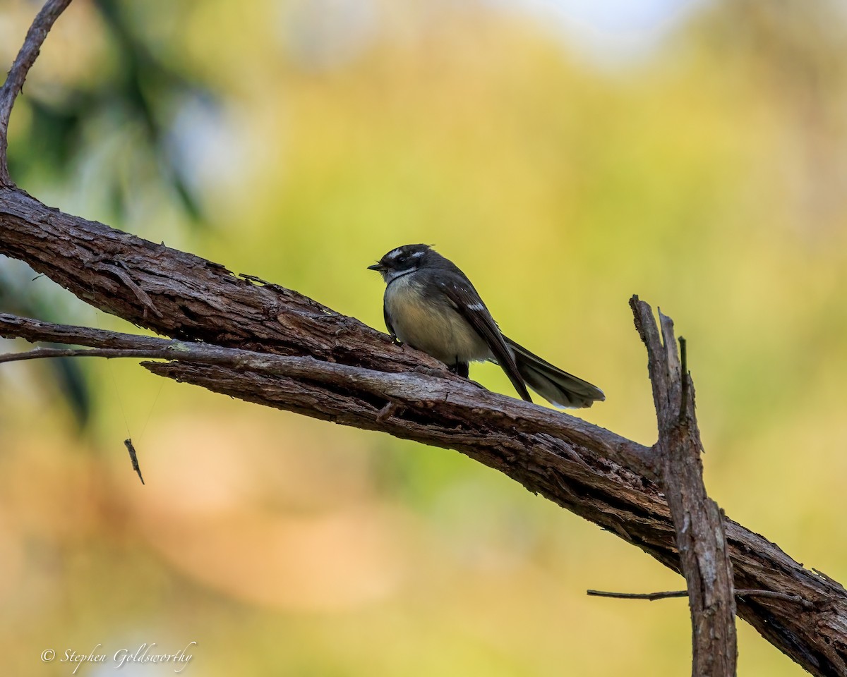 Gray Fantail - ML644685271