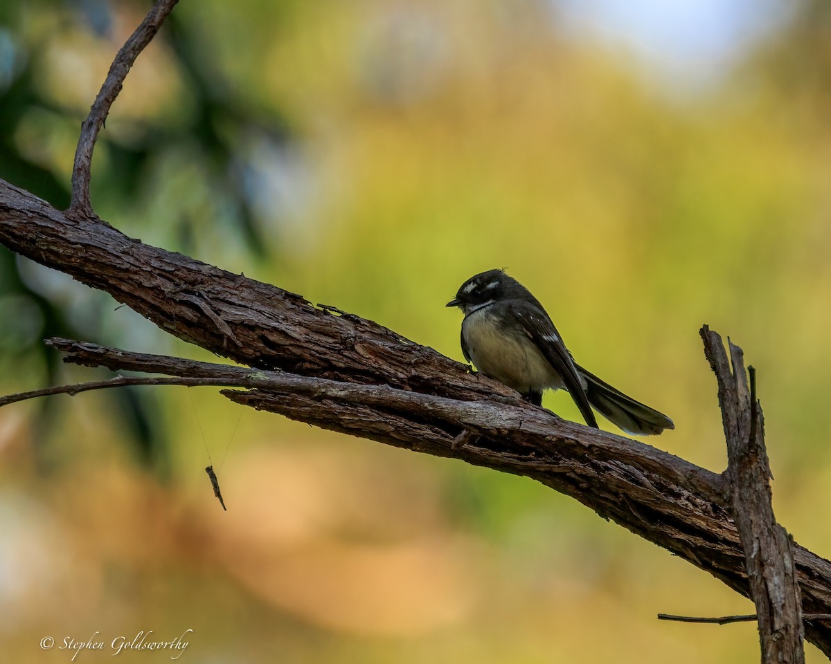 Gray Fantail - ML644685272
