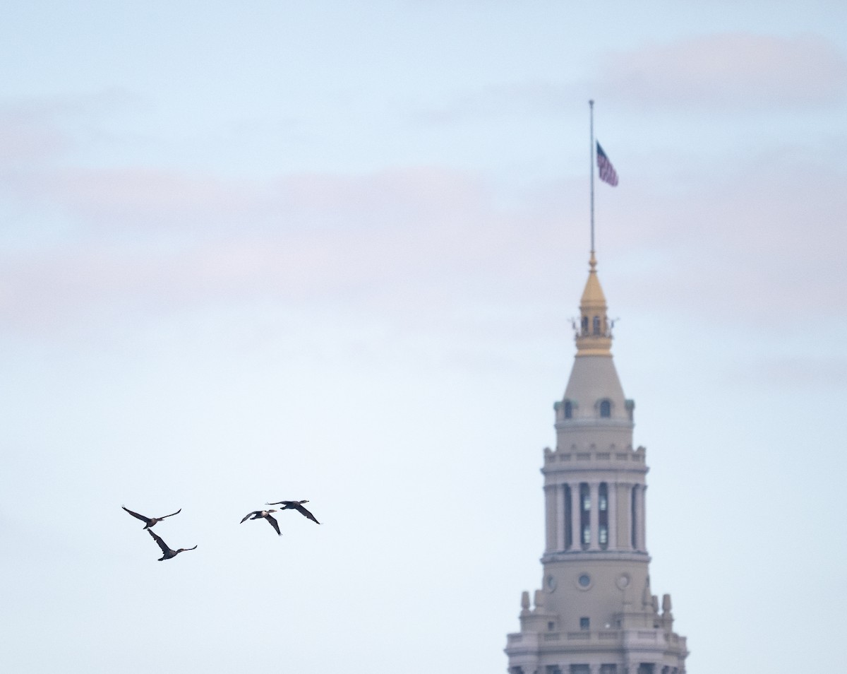 Cormoran à aigrettes - ML644685273