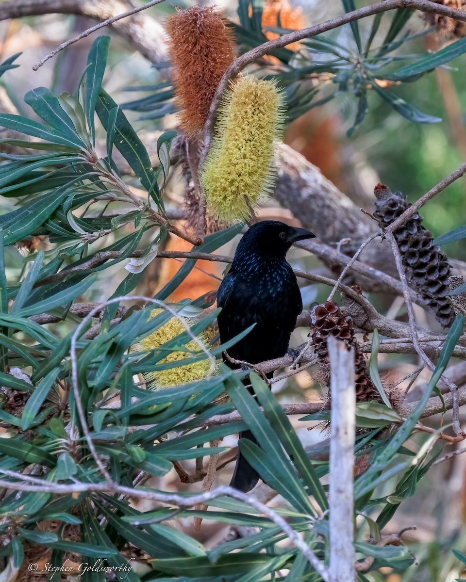 Spangled Drongo - ML644685274