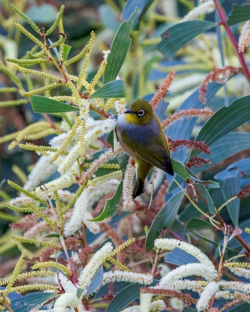 Silvereye - ML644685275