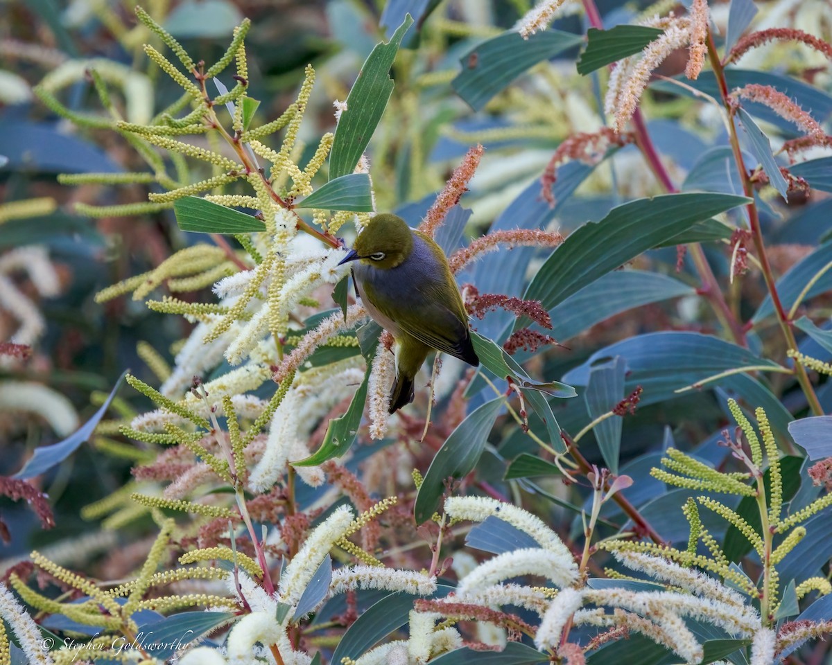 Silvereye - ML644685276